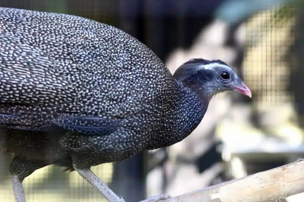 The male great argus has 'eyes' on its tail feathers, similar to peacocks